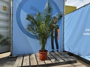 Palme - Phoenix Canariensis