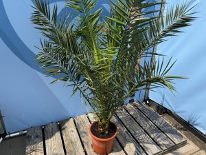 Palme - Phoenix Canariensis