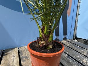 Palme - Phoenix Canariensis