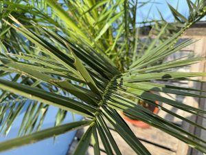 Palme - Phoenix Canariensis