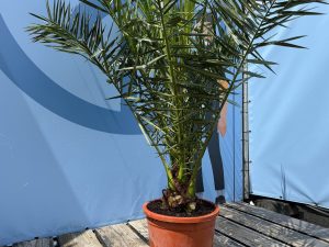 Palme - Phoenix Canariensis