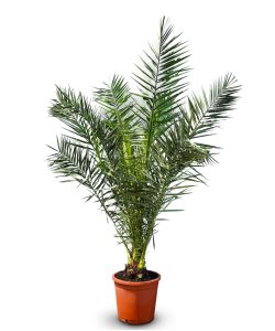 Palme - Phoenix Canariensis