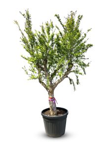 Zitrusbaum - Granatapfelbaum XXL