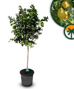 Zitrusbaum – Zitronenbaum