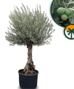 Olivenbaum - Olea Europaea -  Bonsai - 80 Jahre alter Baum
