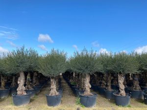 Olivenbaum - Olea Europaea -  Bonsai - 80 Jahre alter Baum