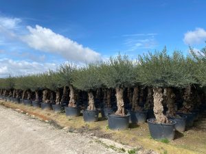 Olivenbaum - Olea Europaea -  Bonsai - 80 Jahre alter Baum