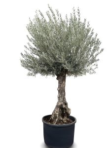Olivenbaum - Olea Europaea -  Bonsai - 80 Jahre alter Baum