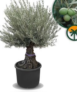 Olivenbaum – Olea Europaea – Bonsai – 100 Jahre alter Baum