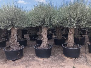 Olivenbaum – Olea Europaea – Bonsai – 100 Jahre alter Baum