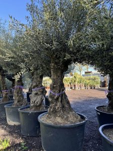 Olivenbaum – Olea Europaea – Bonsai – 100 Jahre alter Baum