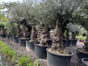 Olivenbaum – Olea Europaea – Bonsai – 100 Jahre alter Baum