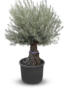 Olivenbaum – Olea Europaea – Bonsai – 100 Jahre alter Baum