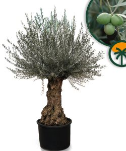 Olivenbaum – Olea Europaea – Bonsai – 120 Jahre alter Baum