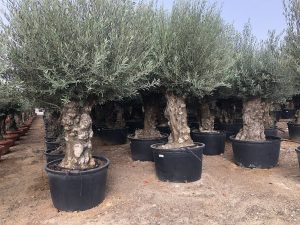 Olivenbaum – Olea Europaea – Bonsai – 120 Jahre alter Baum