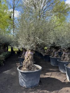 Olivenbaum – Olea Europaea – Bonsai – 120 Jahre alter Baum