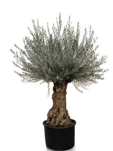 Olivenbaum – Olea Europaea – Bonsai – 120 Jahre alter Baum