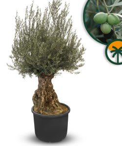 Olivenbaum - Olea Europaea - Bonsai - 140 Jahre alter Baum