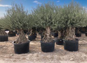 Olivenbaum - Olea Europaea - Bonsai - 140 Jahre alter Baum