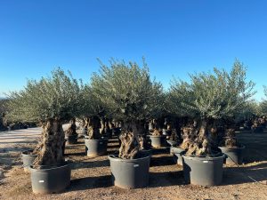 Olivenbaum - Olea Europaea - Bonsai - 140 Jahre alter Baum