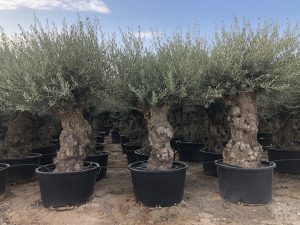 Olivenbaum - Olea Europaea - Bonsai - 140 Jahre alter Baum