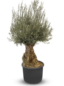Olivenbaum - Olea Europaea - Bonsai - 140 Jahre alter Baum