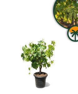 Weinstock auf Stamm – Vitis vinifera S – 50 cm