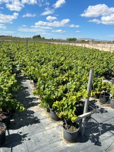 Weinstock auf Stamm – Vitis vinifera S – 50 cm