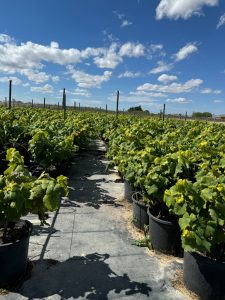 Weinstock auf Stamm – Vitis vinifera S – 50 cm