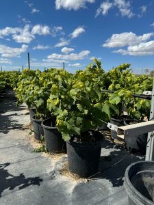 Weinstock auf Stamm – Vitis vinifera S – 50 cm