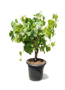 Weinstock auf Stamm – Vitis vinifera S – 50 cm