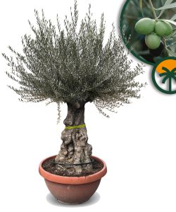 Olivenbaum - Olea Europaea -  Bonsai in Deko-Schale - 100 Jahre alter Baum