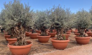 Olivenbaum - Olea Europaea -  Bonsai in Deko-Schale - 100 Jahre alter Baum
