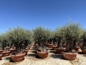 Olivenbaum - Olea Europaea -  Bonsai in Deko-Schale - 100 Jahre alter Baum