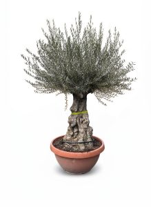 Olivenbaum - Olea Europaea -  Bonsai in Deko-Schale - 100 Jahre alter Baum