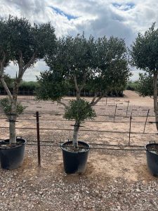 Olivenbaum Pom Pon Multi - Olea Europaea