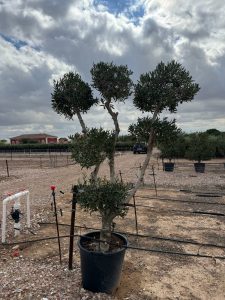 Olivenbaum Pom Pon Multi - Olea Europaea