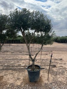 Olivenbaum Pom Pon Multi - Olea Europaea