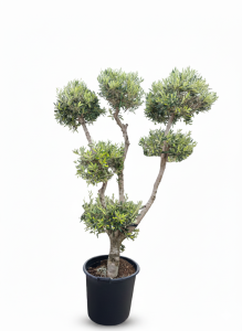 Olivenbaum Pom Pon Multi - Olea Europaea