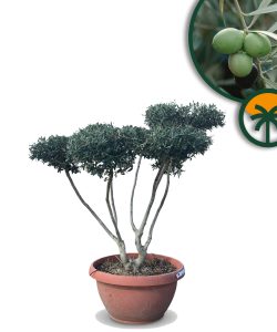 Olivenbaum Pom Pon in Bowl - Olea Europaea