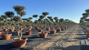 Olivenbaum Pom Pon in Bowl - Olea Europaea