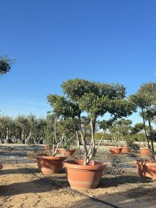 Olivenbaum Pom Pon in Bowl - Olea Europaea