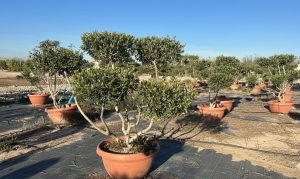 Olivenbaum Pom Pon in Bowl - Olea Europaea