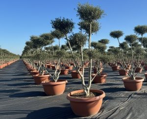 Olivenbaum Pom Pon in Bowl - Olea Europaea
