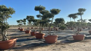 Olivenbaum Pom Pon in Bowl - Olea Europaea