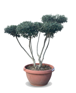 Olivenbaum Pom Pon in Bowl - Olea Europaea