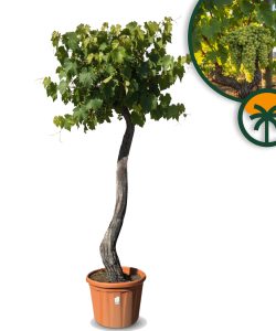 Weinstock mit Stamm – Vitis vinifera XL – 240 cm
