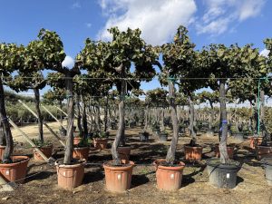 Weinstock mit Stamm – Vitis vinifera XL – 240 cm