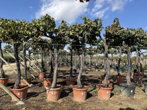 Weinstock mit Stamm – Vitis vinifera XL – 240 cm