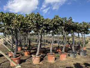 Weinstock mit Stamm – Vitis vinifera XL – 240 cm